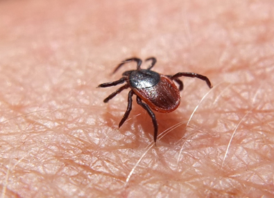 Pacific Black-legged tick